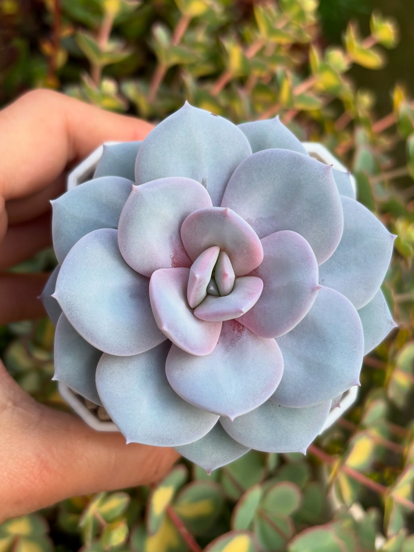 Display Purposes - Best #plants hashtags for Instagram, TikTok, YouTube in  2026